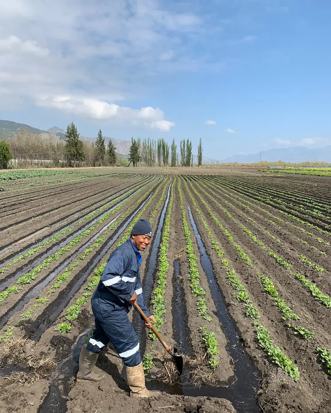 Trabajo agrícola en Panquehue