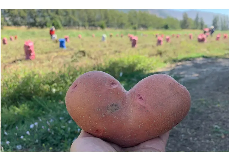 Papa con forma de corazón